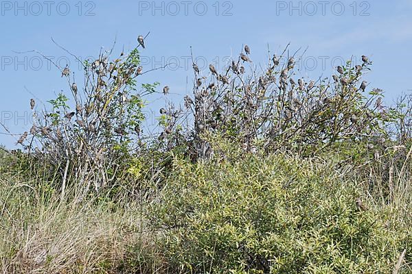 House sparrows