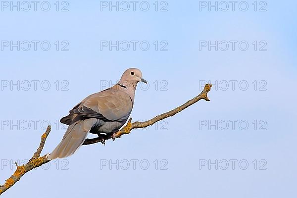 Eurasian Collared Dove