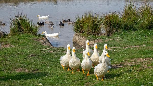 Peking ducks