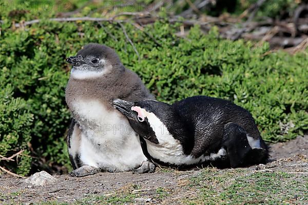 African penguin