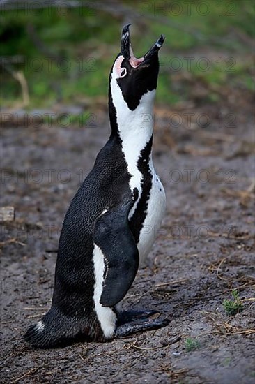 African penguin