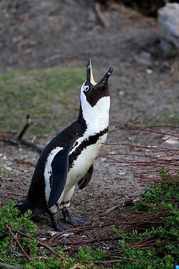 African penguin