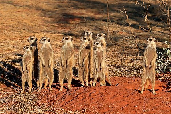 Meerkats