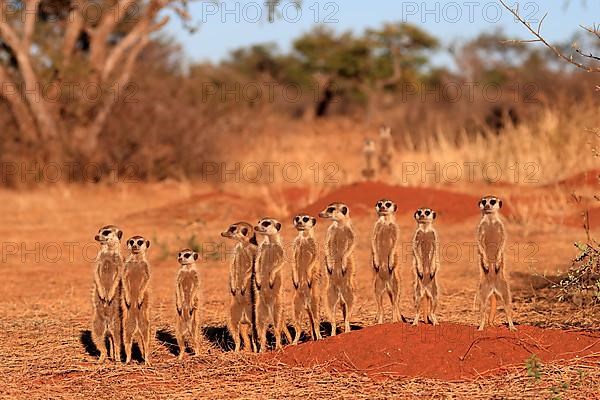 Meerkats