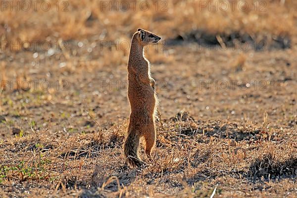 Yellow mongoose