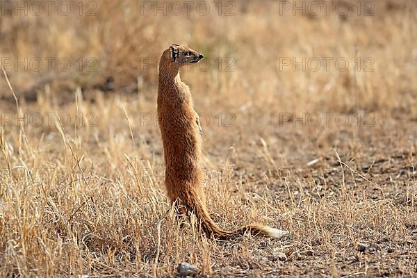 Yellow mongoose