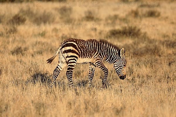 Cape Mountain Zebra