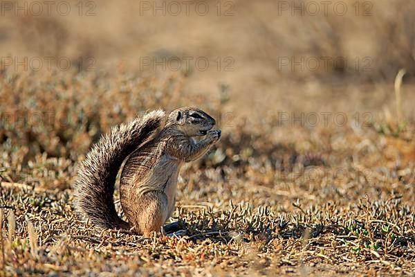 Cape ground squirrel