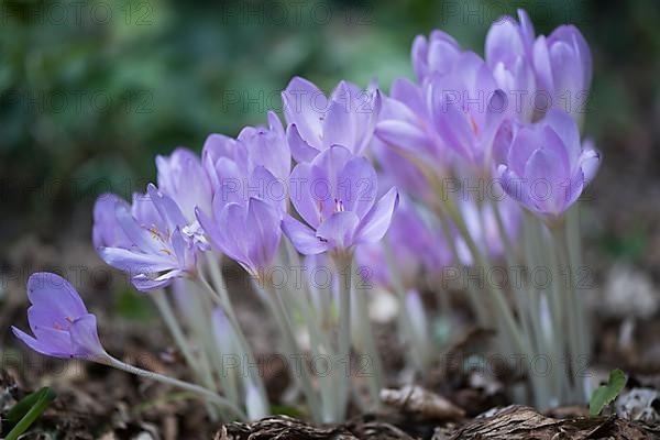 Meadow saffron