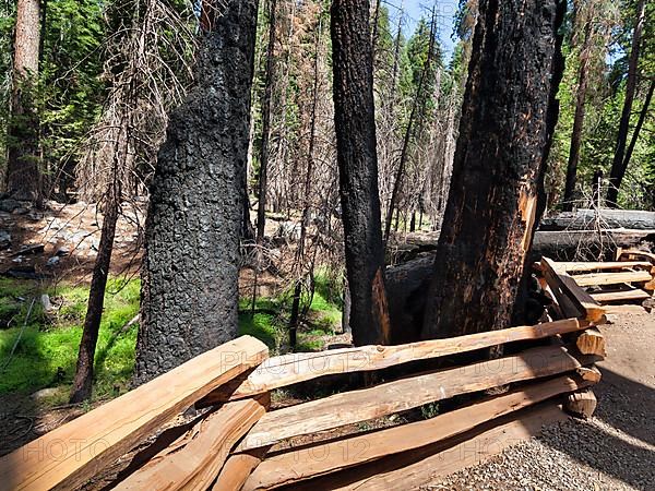 Charred redwoods