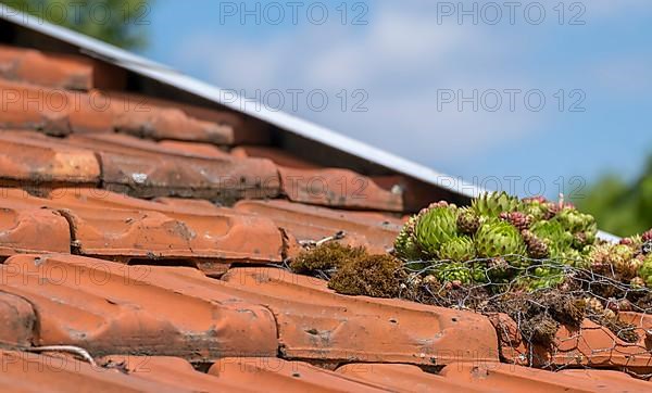 Common houseleek