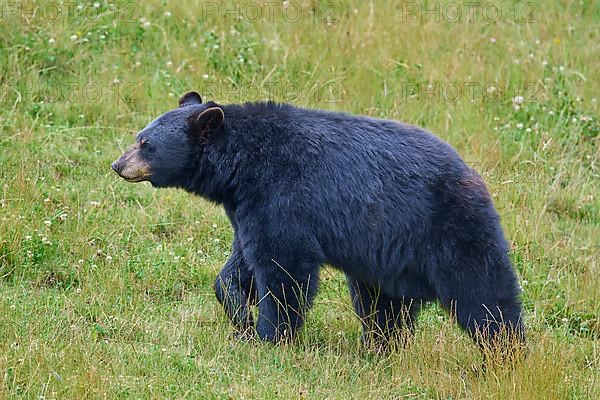 Black bear