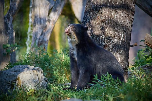 Sun bear