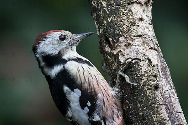 Middle Spotted Woodpecker