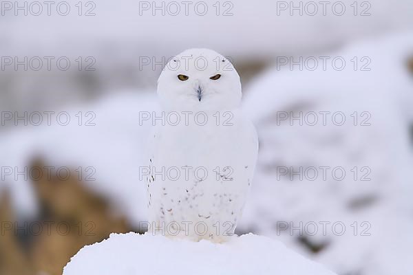 Snowy Owl