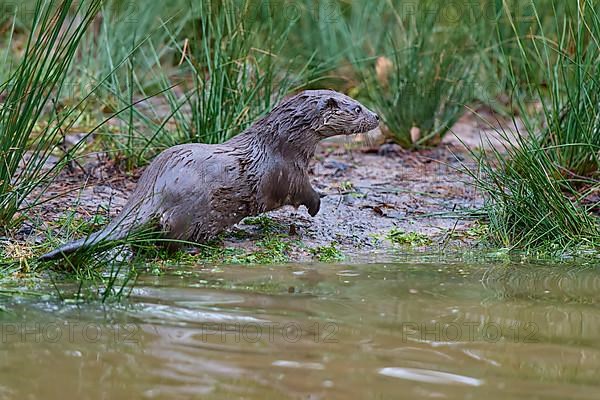 European Otter