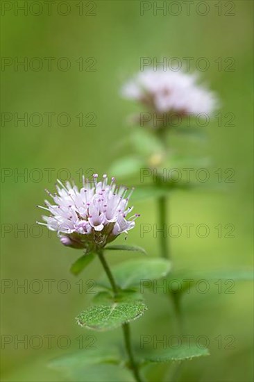 Water mint