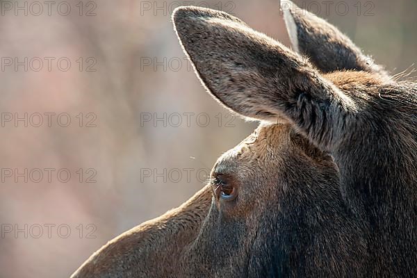 Moose cow watching ahead. Alces americanus