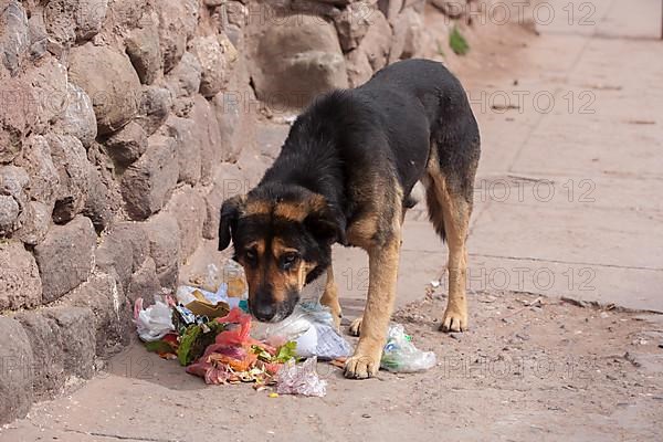 Dog looking for food in a garbage bag