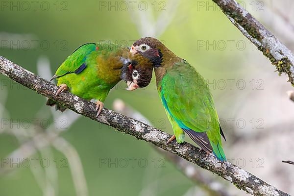 Brown-hooded parrot