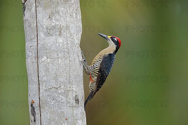 Black-cheeked woodpecker