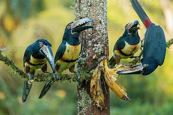 4 collared aracaris