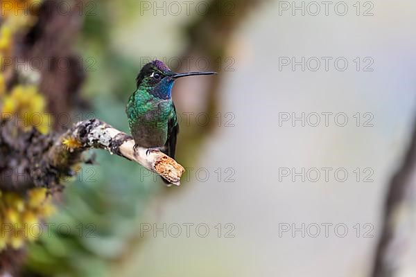 Talamanca hummingbird