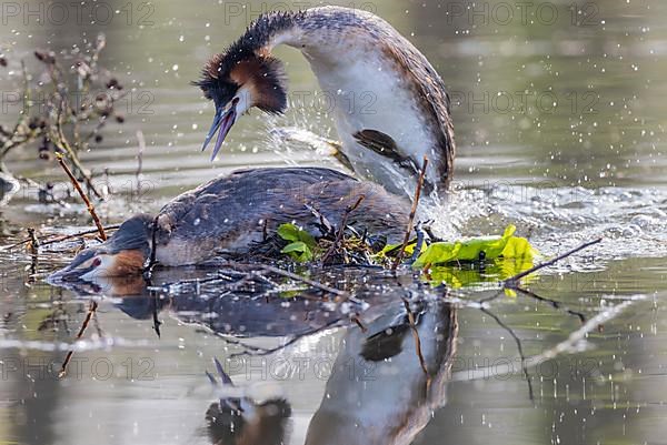 Great Crested Grebe