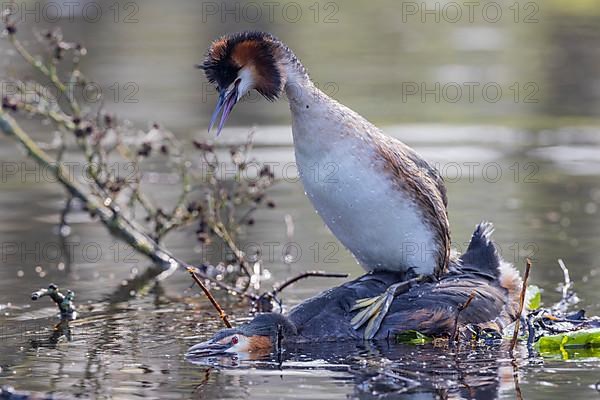 Great Crested Grebe