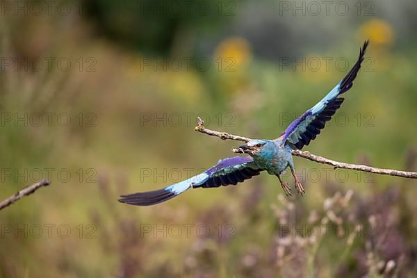 European roller