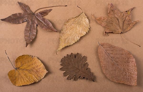 Dry Autumn leaves placed on a wooden panel texture
