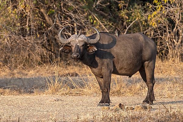 African buffalo