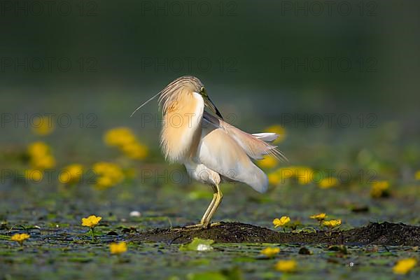 Squacco heron