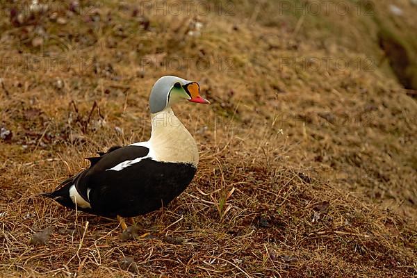 King Eider