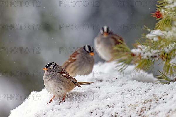 White-crowned sparrow