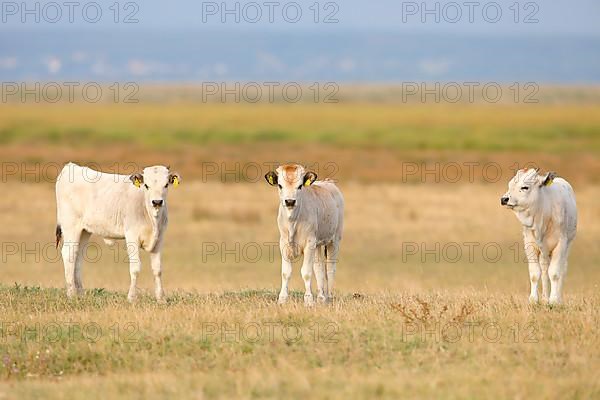 Hungarian Steppe Cattle or Hungarian Grey Cattle