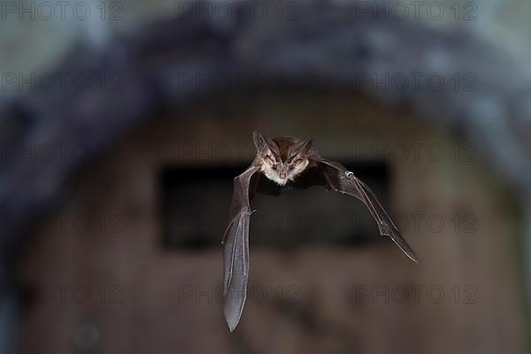 Grey long-eared bat