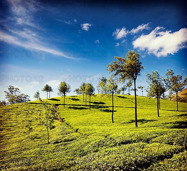 Vintage retro hipster style travel image of tea plantations. Munnar