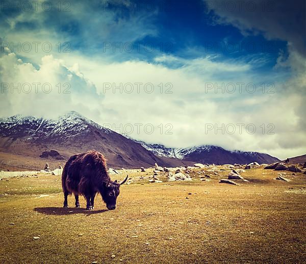 Vintage retro hipster style travel image of yak grazing in Himalayas mountains. Ladakh