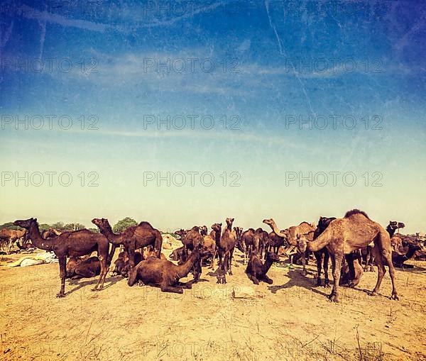 Vintage retro hipster style travel image of camels at Pushkar Mela