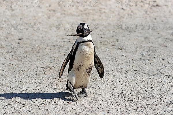 African penguin