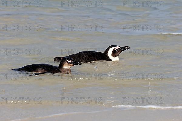 African penguin