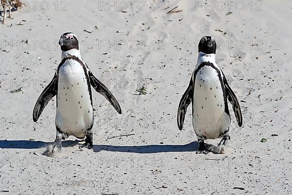 African penguin