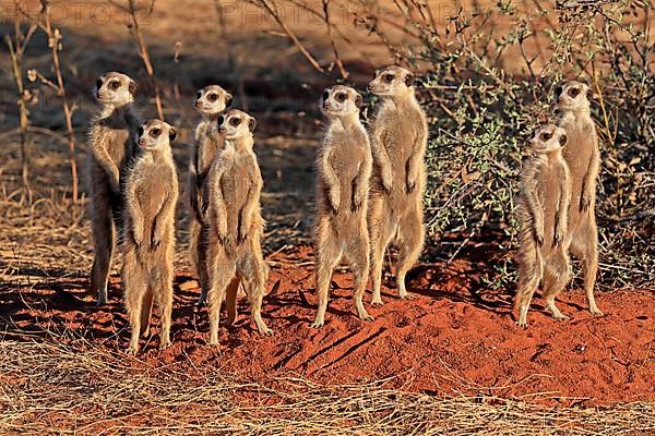 Meerkats