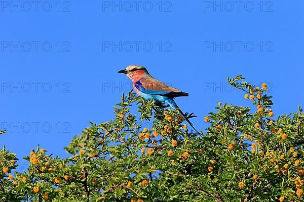 Lilac-breasted roller