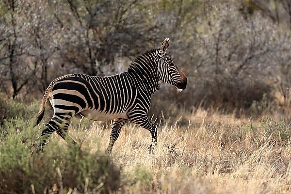 Cape Mountain Zebra