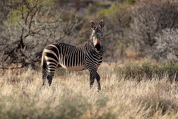 Cape Mountain Zebra