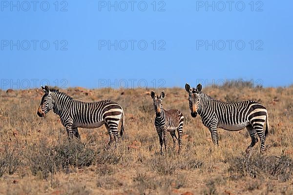 Cape Mountain Zebra