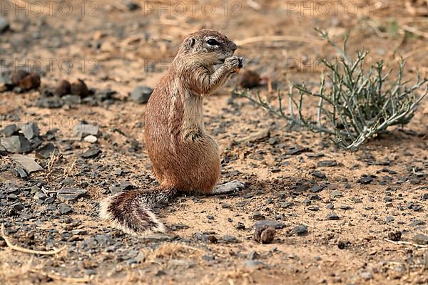 Cape ground squirrel