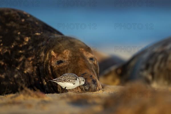 Sanderling